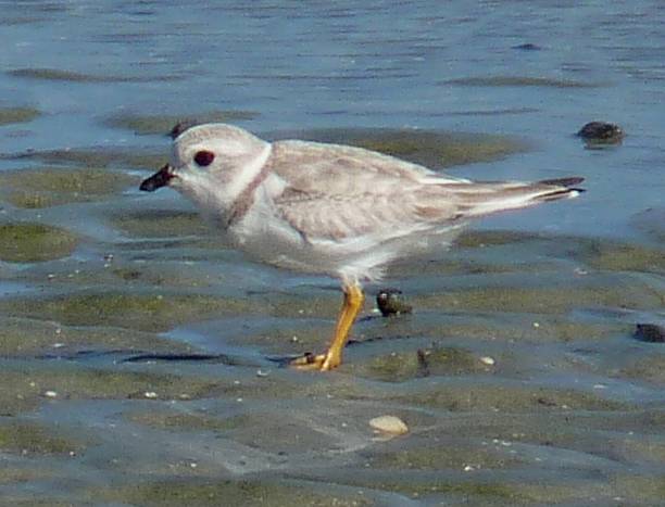 Piping plover close - Copy